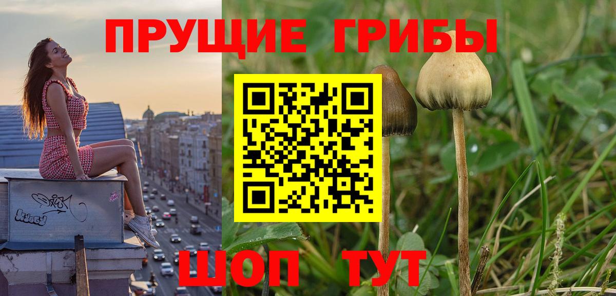 Коломна  Псилоцибиновые грибы Psilocybe  Псилоцибиновые грибы Cubensis  Вход с VPN 